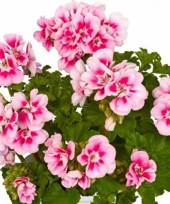 Roots Plants Geranium Zonal Smart 'Lieke Pink Eye' Jumbo Plug Plants Geraniums & Pelargoniums