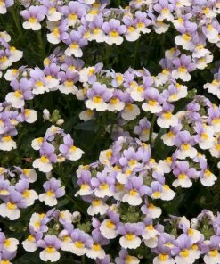 Roots Plants Nemesia 'Easter Bonnet' Jumbo Plug Plants