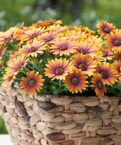 Roots Plants Osteospermum FlowerPower 'Purple Sun' Jumbo Plug Plants