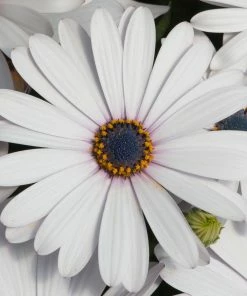 Roots Plants Osteospermum FlowerPower 'White' Jumbo Plug Plants