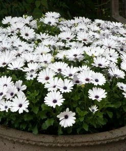 Roots Plants Osteospermum FlowerPower 'White' Jumbo Plug Plants