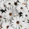 Roots Plants Osteospermum FlowerPower 'White' Jumbo Plug Plants
