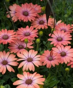 Roots Plants Osteospermum Serenity 'Coral Magic' Jumbo Plug Plants 12 Roots Plants Osteospermum Serenity 'Coral Magic' Jumbo Plug Plants