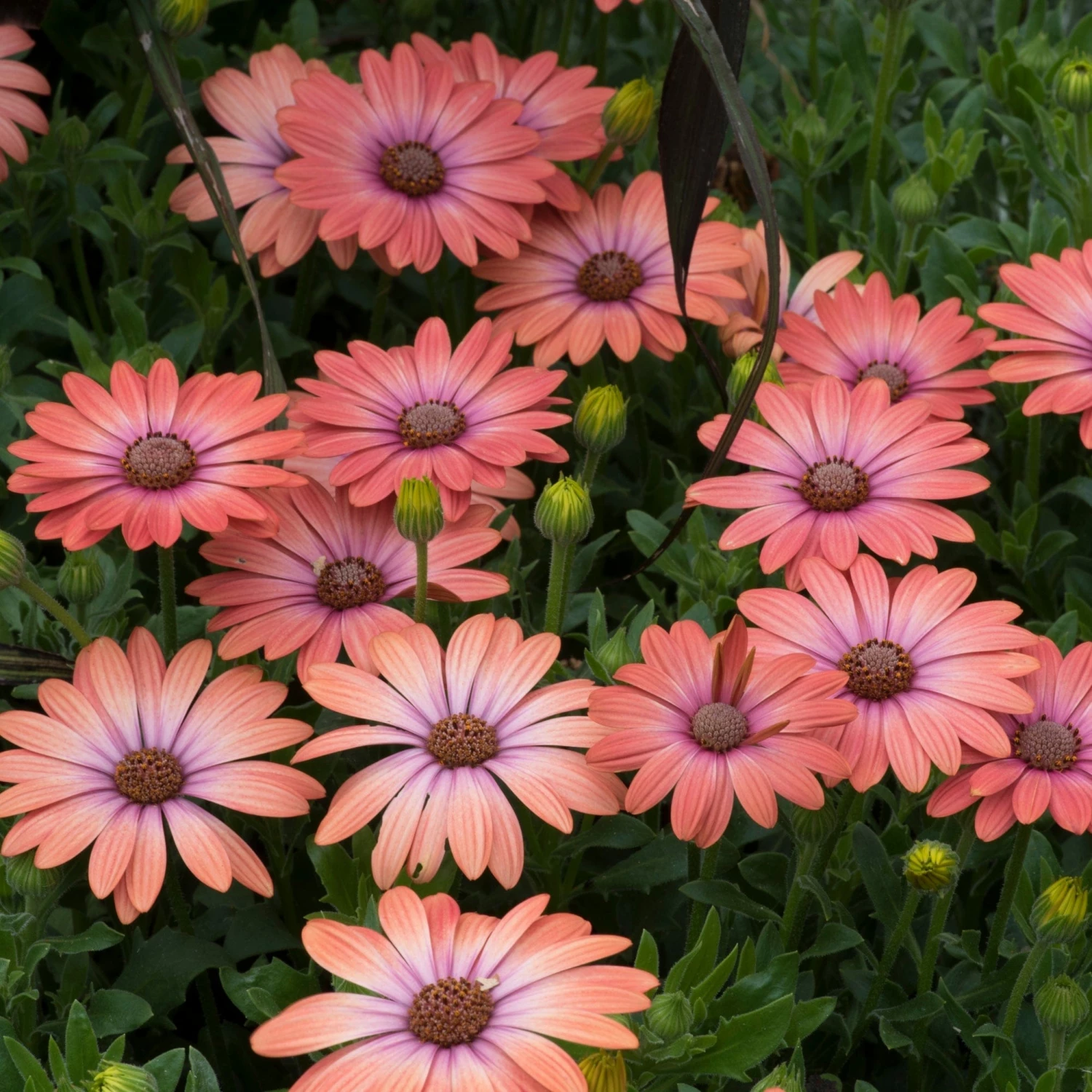 Roots Plants Osteospermum Serenity 'Coral Magic' Jumbo Plug Plants 7 Roots Plants Osteospermum Serenity 'Coral Magic' Jumbo Plug Plants