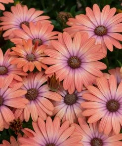 Roots Plants Osteospermum Serenity 'Coral Magic' Jumbo Plug Plants 11 Roots Plants Osteospermum Serenity 'Coral Magic' Jumbo Plug Plants