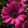 Roots Plants Osteospermum Serenity 'Dark Purple' Jumbo Plug Plants