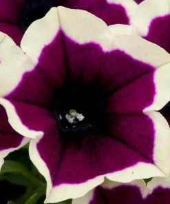 Roots Plants Petunias Petunia Cascadia 'Rim Magenta' Jumbo Plug Plants