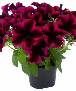 Roots Plants Petunias Petunia Go!tunia 'Cosmic Purple' Jumbo Plug Plants