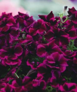Roots Plants Petunias Petunia Go!tunia 'Cosmic Purple' Jumbo Plug Plants
