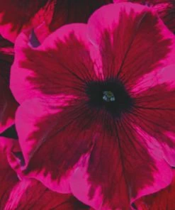Roots Plants Petunias Petunia Go!tunia 'Cosmic Purple' Jumbo Plug Plants