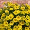 Roots Plants Petunia 'Hello Yellow' Jumbo Plug Plants