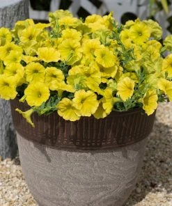Roots Plants Petunia 'Hello Yellow' Jumbo Plug Plants