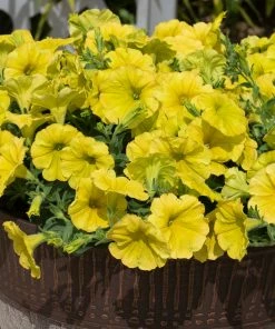 Roots Plants Petunia 'Hello Yellow' Jumbo Plug Plants