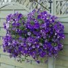 Roots Plants Petunias Petunia 'Night Sky' Jumbo Plug Plants