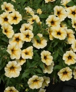 Roots Plants Petunia Petchoa 'French Vanilla' Jumbo Plug Plants Petunias