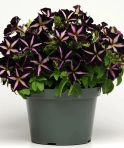 Roots Plants Petunias Petunia 'Pinstripe' Jumbo Plug Plants
