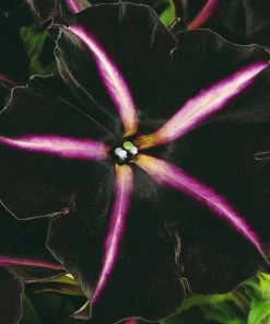 Roots Plants 12 Annuals For Hanging Baskets | The Dark Side Of The Moon Collection | Calibrachoa, Petunia & Dahlia Dahlias 14 Roots Plants 12 Annuals For Hanging Baskets | The Dark Side Of The Moon Collection | Calibrachoa, Petunia & Dahlia Dahlias