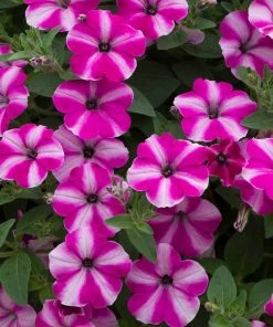 Roots Plants Petunia 'Raspberry Star' Jumbo Plug Plants