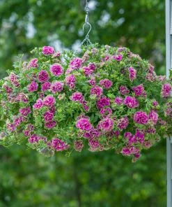 Roots Plants Petunia Tumbelina 'Darcey Rosa' Jumbo Plug Plants Petunias