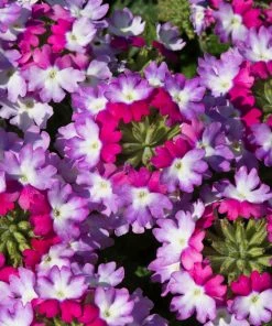 Roots Plants Verbena 'Sparkle Purple Blues' Jumbo Plug Plants