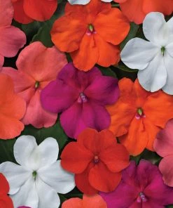 Roots Plants Busy Lizzie Instant Designer Hanging Basket | Impatiens 'Beacon'