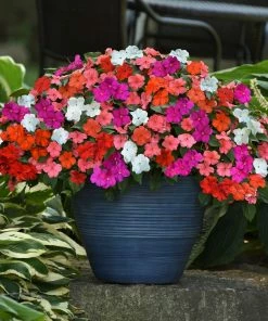 Roots Plants Busy Lizzie Instant Designer Hanging Basket | Impatiens 'Beacon'