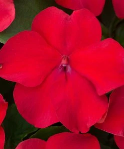 Roots Plants Busy Lizzie Instant Designer Hanging Basket | Impatiens 'Beacon'