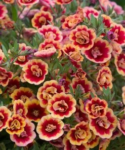 Roots Plants Calibrachoas Calibrachoa Can-Can Double OrangeTastic