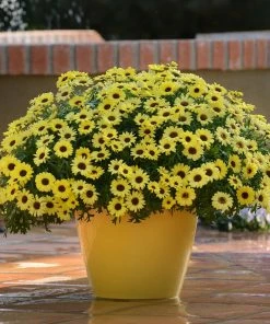 Roots Plants All Annual Bedding Argyranthemum Grandaisy Bright Yellow