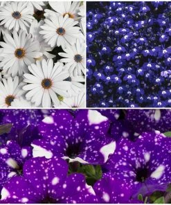 Roots Plants 12 Annuals For Pots | The Mr Blue Sky Collection | Petunia, Osteospermum & Lobelia