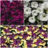 Roots Plants 12 Scented Annuals For Hanging Baskets | The Summer Breeze Collection | Nemesia & Petunias All Annual Bedding