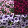 Roots Plants 12 Long Flowering Annuals For Pots | The Endless Summer Collection | Argyranthemum, Calibrachoa & Petunias All Annual Bedding