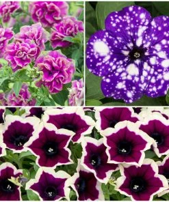 Roots Plants 12 Trailing Annuals | The Best Petunias For Hanging Baskets All Annual Bedding