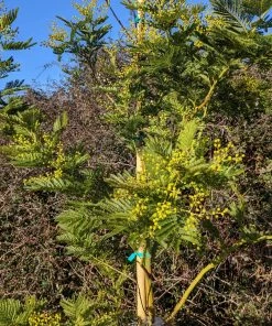 Roots Plants Trees & Shrubs Golden Mimosa Tree | Acacia Dealbata