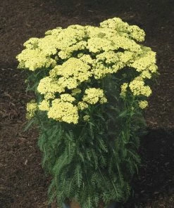 Roots Plants Achillea 'Sunny Seduction' | 10.5cm Pot