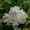 Roots Plants Rosa Banksiae 'Alba Plena' | Rambling Rose | On A 90cm Cane In A 3L Pot Other Climbing Plants