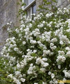 Roots Plants Rosa Banksiae 'Alba Plena' | Rambling Rose | On A 90cm Cane In A 3L Pot Other Climbing Plants