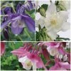 Roots Plants 6 Aquilegia Spring Magic Collection 10.5cm Perennials
