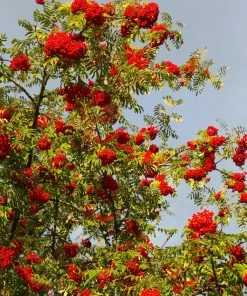 Roots Plants Cut-Leaf Mountain Ash Tree | Sorbus Asplenifolia