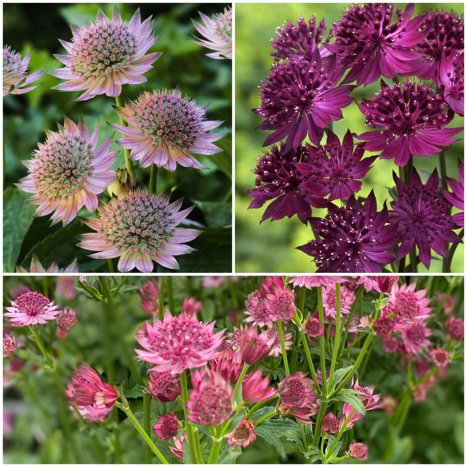 Roots Plants 6 Astrantia 'The Italian Collection' 1L Pot Perennials 3 Roots Plants 6 Astrantia 'The Italian Collection' 1L Pot Perennials