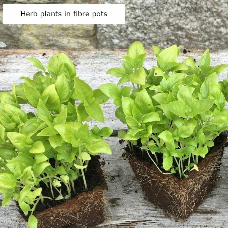 Roots Plants 3 Organic Garlic Chives Plants 6 Roots Plants 3 Organic Garlic Chives Plants