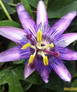 Roots Plants Passiflora 'Lavender Lady' | Passion Flower | On A 90cm Cane In A 3L Pot Other Climbing Plants 7 Roots Plants Passiflora 'Lavender Lady' | Passion Flower | On A 90cm Cane In A 3L Pot Other Climbing Plants