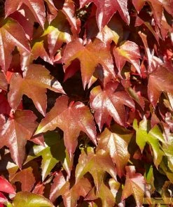 Roots Plants Boston Ivy | Parthenocissus 'Tricuspidata Veitchi' | On A 90cm Cane In A 3L Pot