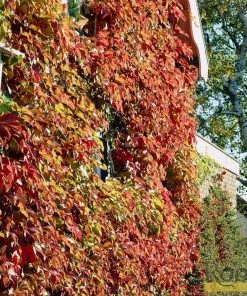 Roots Plants Boston Ivy | Parthenocissus 'Tricuspidata Veitchi' | On A 90cm Cane In A 3L Pot