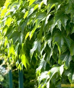 Roots Plants Boston Ivy | Parthenocissus 'Tricuspidata Veitchi' | On A 90cm Cane In A 3L Pot
