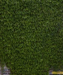 Roots Plants Virginia Creeper | Parthenocissus 'Quinquefolia' | On A 90cm Cane In A 3L Pot Other Climbing Plants 10 Roots Plants Virginia Creeper | Parthenocissus 'Quinquefolia' | On A 90cm Cane In A 3L Pot Other Climbing Plants