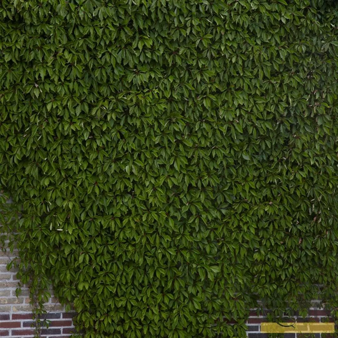 Roots Plants Virginia Creeper | Parthenocissus 'Quinquefolia' | On A 90cm Cane In A 3L Pot Other Climbing Plants 6 Roots Plants Virginia Creeper | Parthenocissus 'Quinquefolia' | On A 90cm Cane In A 3L Pot Other Climbing Plants