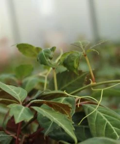 Roots Plants Parthenocissus 'Henryana' | Chinese Virginia Creeper | On A 90cm Cane In A 3L Pot Other Climbing Plants