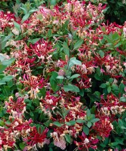Roots Plants Honeysuckle 'Belgica' | Lonicera Periclymenum | On A 90cm Cane In A 3L Pot