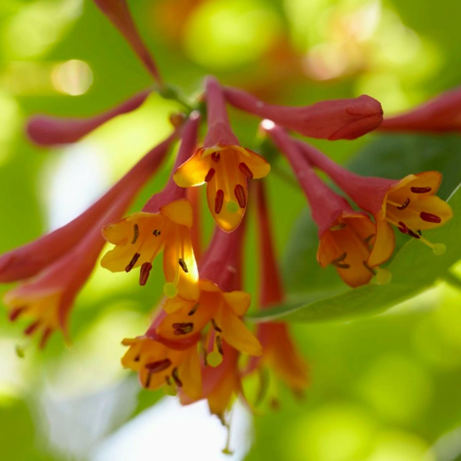 Roots Plants Honeysuckle 'Dropmore Scarlet' | Lonicera X Brownii | On A 90cm Cane In A 3L Pot 2 Roots Plants Honeysuckle 'Dropmore Scarlet' | Lonicera X Brownii | On A 90cm Cane In A 3L Pot